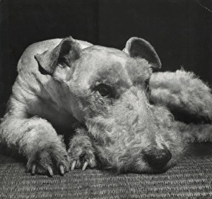 Images Dated 26th January 2017: Airedale terrier resting on the floor