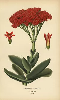 Fulgens Collection: Airplane plant, Crassula perfoliata var. falcata