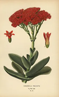 Airplane plant, Crassula perfoliata var. falcata Airplane plant, Crassula perfoliata var. falcata