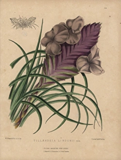 Airplant Gallery: Airplant with lilac and mauve flowers, Tillandsia lindenii