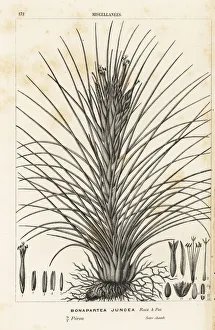 Airplant Gallery: Airplant, Tillandsia juncea