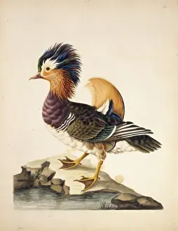 Anseriformes Prints: Aix falericulata, mandarin duck