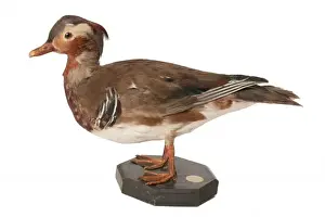 Aix galericulata, mandarin duck