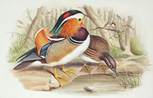 Gould Collection: Aix galericulata, mandarin duck