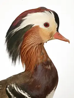 Aix galericulata, mandarin duck