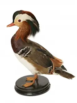 Aix galericulata, mandarin duck