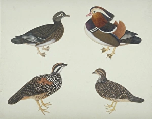 John Reeves Collection: Aix galericulata, Mandarin duck and other birds