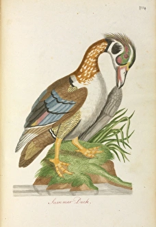 North America Gallery: Aix sponsa, Wood duck