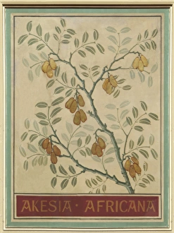 Acacia Gallery: Akesia africana