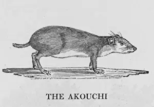 Eaten Prints: Akouchi (Bewick)