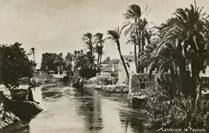 Palms Collection: Al-Fayoum in the Fayoum Oasis, Egypt