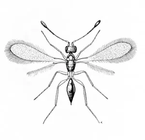 Diptera Prints: Alaptus magnanimus, fairy fly