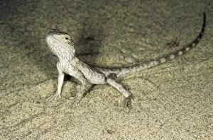 Agama Gallery: Alarmed small Agamid lizard - during feeding at