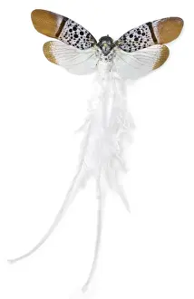 Hemiptera Prints: Alaruasa violacea, tailed wax bug