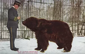 Feeds Collection: Alaskan brown bear in the New York Zoological Park