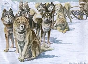 Alaskan Gallery: Alaskan Eskimo Dogs