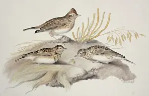 Alauda arvensis, Eurasian skylark