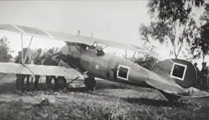 Albatros D. V