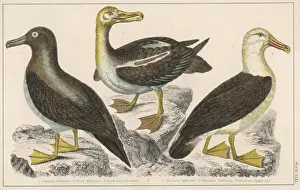 ALBATROSS