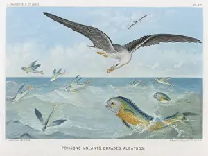 Albatross / Fish / Fredol