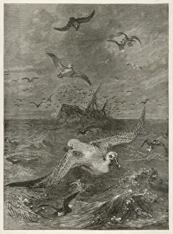 Albatross in Storm