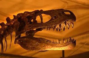 Bipedal Prints: Albertosaurus