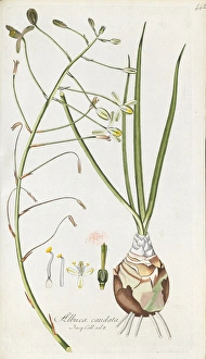 Caudata Gallery: Albuca caudata