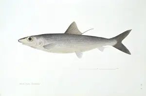 Albula vulpes, bonefish