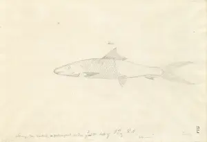 1754 1794 Prints: Albula vulpes, bonefish