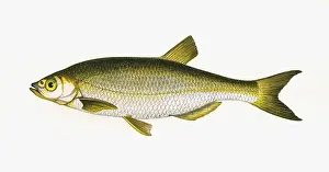 Bleak Prints: Alburnus alburnus, or Common Bleak