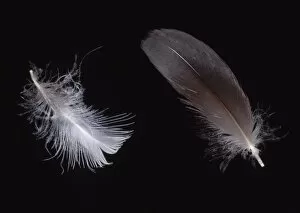Alcidae Gallery: Alca torda, razorbill feathers