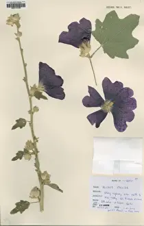 Alcaea pallida