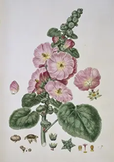 Alcea rosea, hollyhock