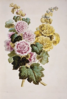 Malvales Collection: Alcea rosea, hollyhock