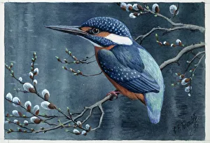 Alcedo Ispida Gallery: Alcedo athhis, common kingfisher