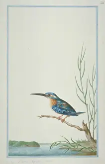 Alcedo atthis bengalensis, common kingfisher