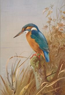 Alcedo Gallery: Alcedo atthis, common kingfisher