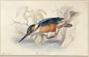 Alcedo atthis, common kingfisher