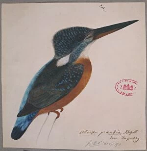 Alcedo Atthis Gallery: Alcedo hercules, great blue kingfisher