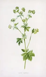 Alchemilla Vulgaris