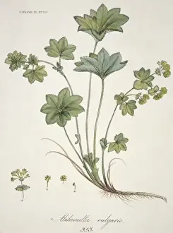 Rosales Prints: Alchemilla vulgaris, common Ladys mantle