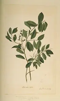 Euphorbiaceae Prints: Alchornea triplinervia