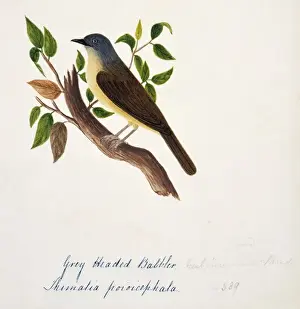 Cheeked Prints: Alcippe poioicephala, brown-cheeked fulvetta