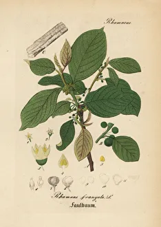 Alnus Gallery: Alder buckthorn, Frangula alnus