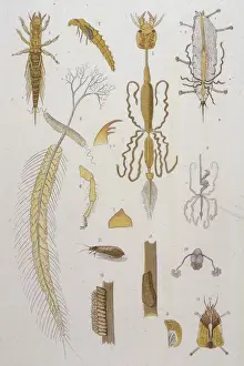 Alder Prints: ALDER FLY