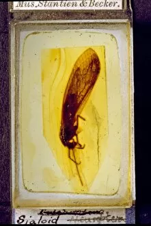 Alder fly in Baltic amber