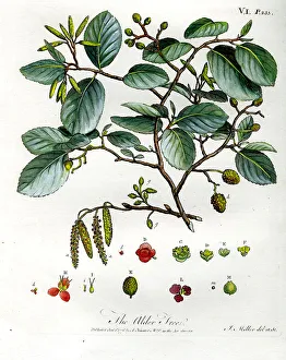 Alder Prints: Alder Tree