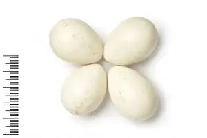 Eggshell Prints: Alectoris graeca, rock partridge