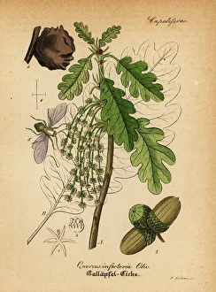 Aleppo Gallery: Aleppo oak, Quercus infectoria