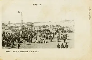 Aleppo - Syria - Camel and Sheep Fair
